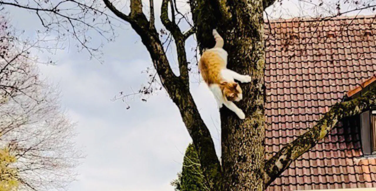 Wie kann Katzen geholfen werden, die auf Bäume klettern?